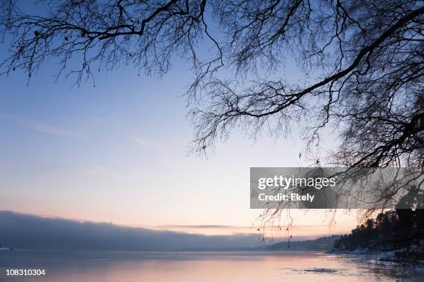 sunset in winter with silhouette of birch tree. - berk stockfoto's en -beelden