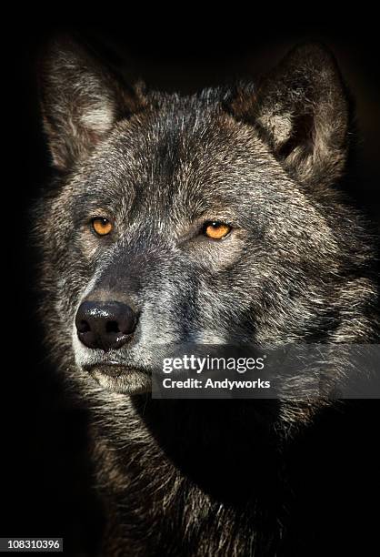 black wolf portrait - black wolf stock pictures, royalty-free photos & images