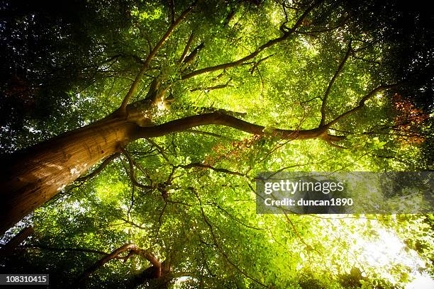 king of the forest - tree - low angle view of trees stock pictures, royalty-free photos & images