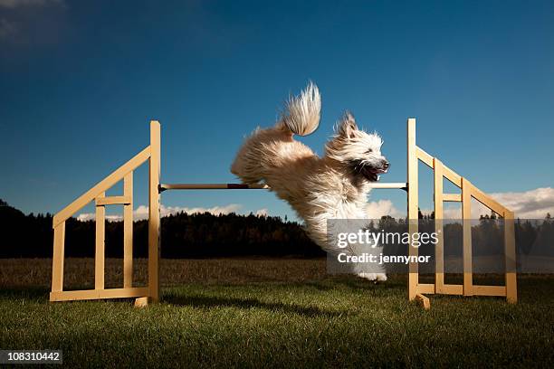 agility dog - assault courses stock pictures, royalty-free photos & images