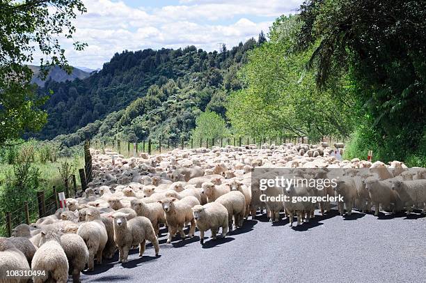 sheep on the road - new zealand road stock pictures, royalty-free photos & images