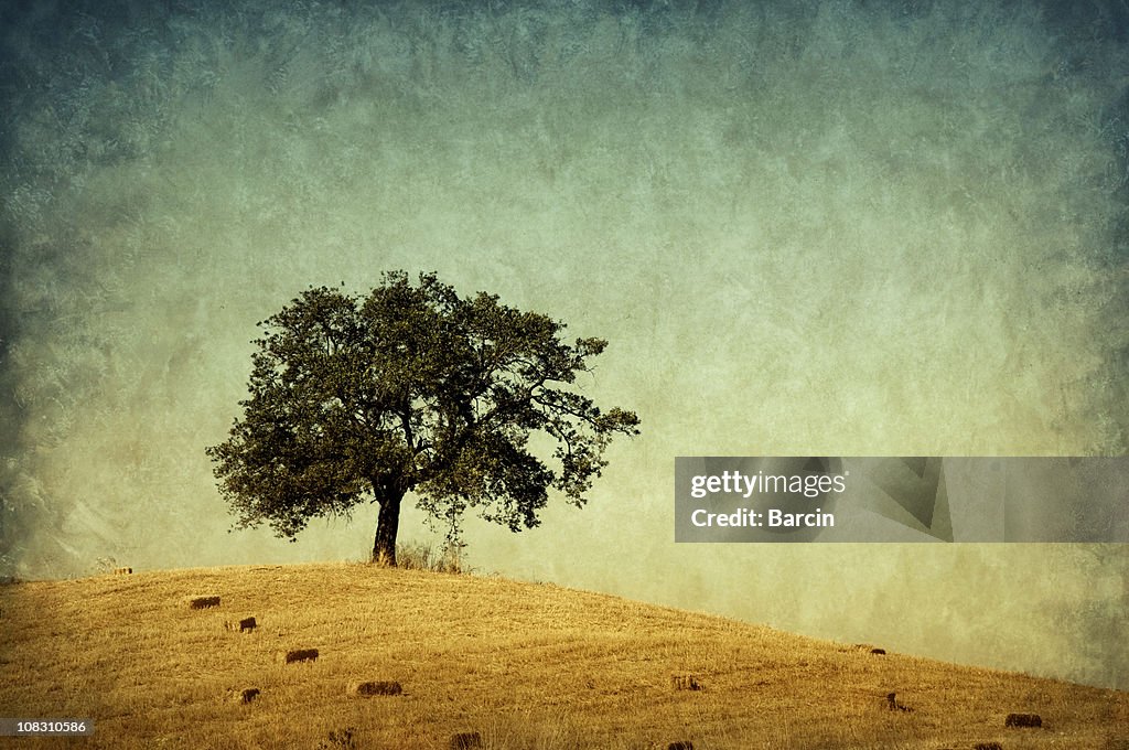 Lonely tree, retro-style photo