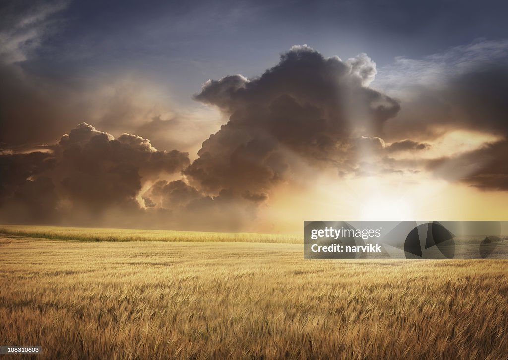 Barley Field and Cloudy Sky in Sunset Light