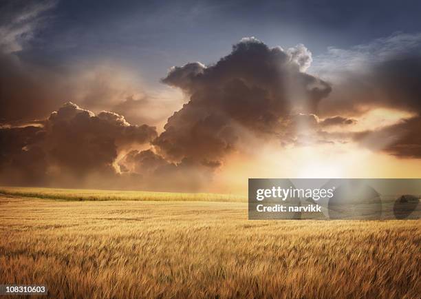 campo de cevada e céu turva luz pôr do sol - cevada imagens e fotografias de stock