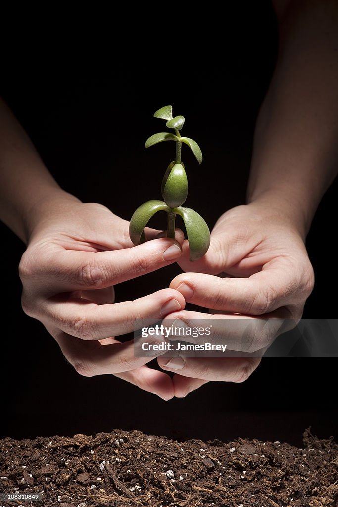 New Life; Hands holding, Planting Tiny Green Plant in Soil