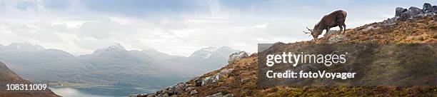 highland stag overlooking torridon mountain glen loch wilderness panorama scotland - silentfoto heather stock pictures, royalty-free photos & images