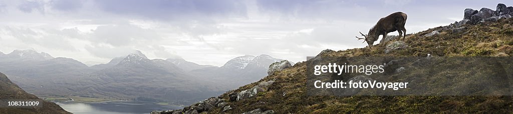 Highland Veado Macho com vista para a montanha Reserva Ecológica de glen Lago Torridon panorama Escócia
