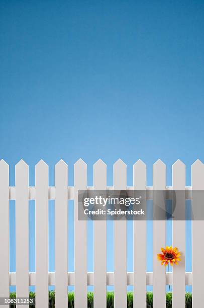 white picket fence with single flower - picket fence stockfoto's en -beelden