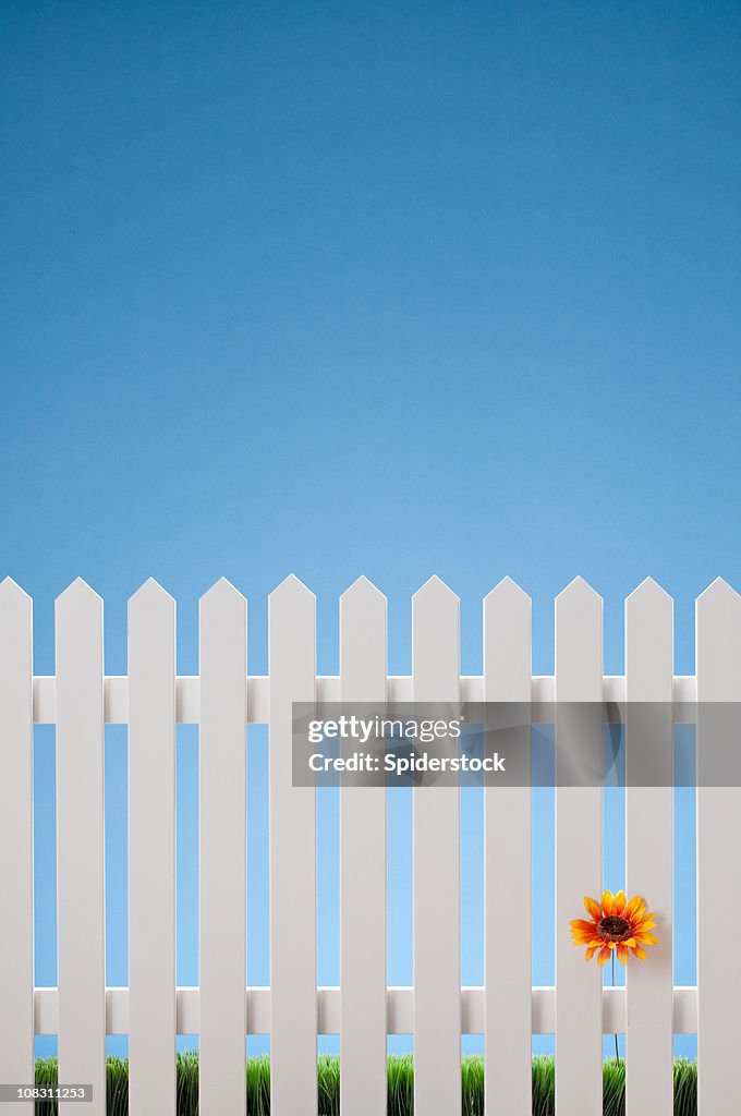 White Picket Fence With Single Flower