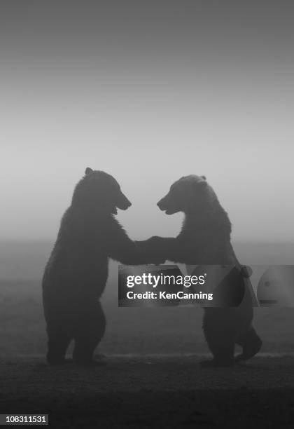 dancing bears - dancing bear stock pictures, royalty-free photos & images