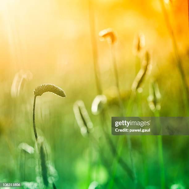 silhouette of ribwort plantain in meadow during sunrise or sunset - plantago lanceolata stock pictures, royalty-free photos & images