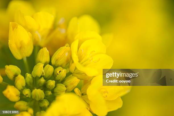 vergewaltigung blüten - rapsblüte stock-fotos und bilder