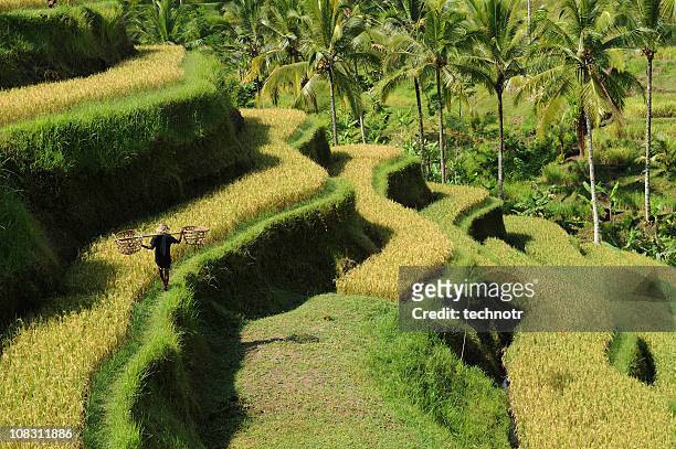 green rice terraces at bali - rice terrace 個照片及圖片檔