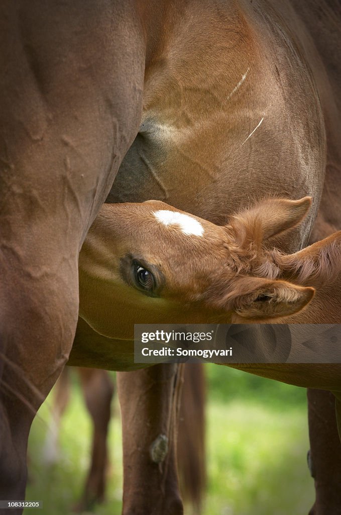 Hungry young foal