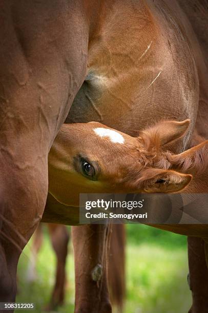 hungry young foal - foap stock pictures, royalty-free photos & images