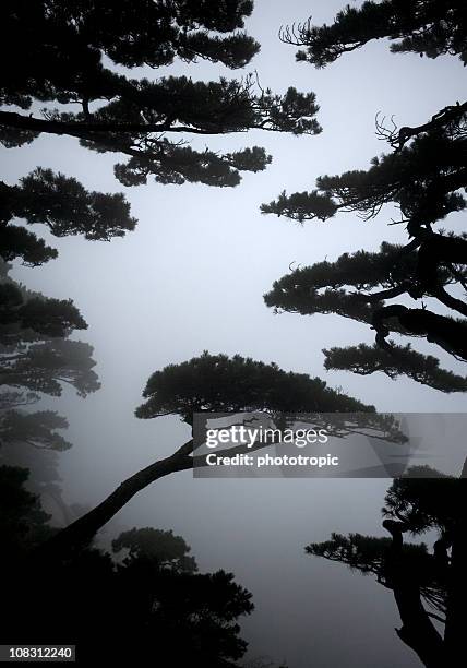 pine tree abstract china - lotus flower peak stock pictures, royalty-free photos & images