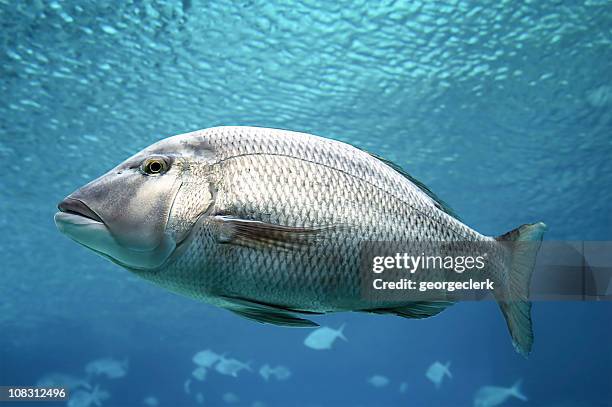 swimming fish close-up - perch stockfoto's en -beelden