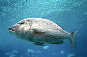 Swimming Fish Close-Up