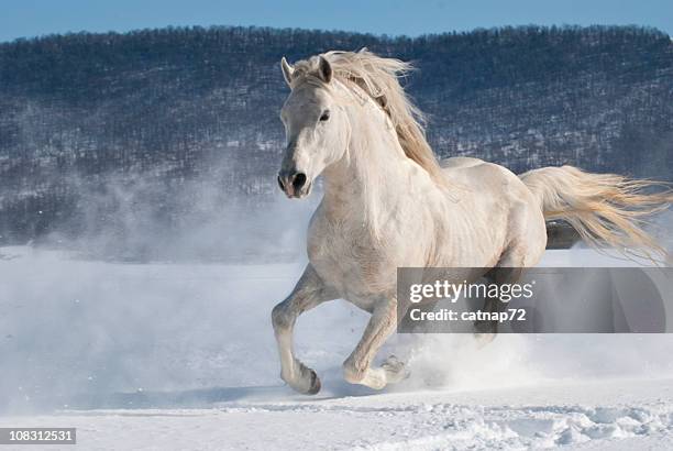 horse running in snow, power and motion, white stallion freedom - white horse 個照片及圖片檔