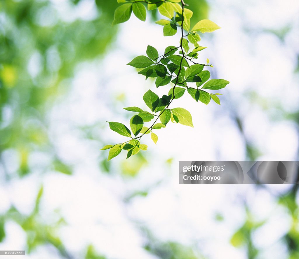 Feuilles fraîches de printemps