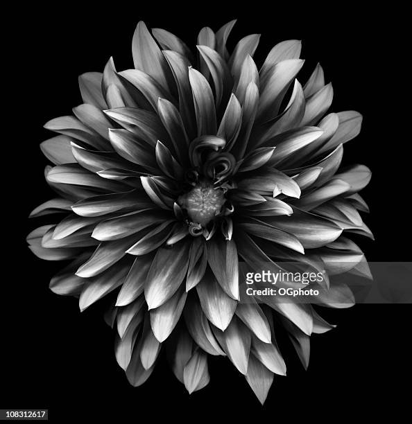 60,544 Black And White Flowers Photos and Premium High Res Pictures - Getty  Images