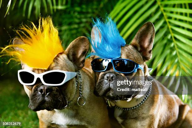 couple of punk - artists with animals stock pictures, royalty-free photos & images