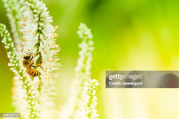 honey bee pollinating plant in meadow - honey bee and flower stock pictures, royalty-free photos & images