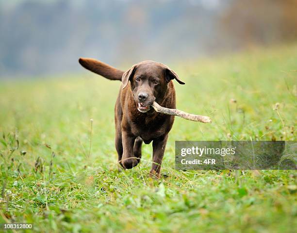 labrador chocolate recuperar stick (xxxl - chocolate labrador fotografías e imágenes de stock