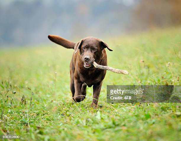 chocolate labrador retrieving stick (xxxl) - labrador retriever stock pictures, royalty-free photos & images