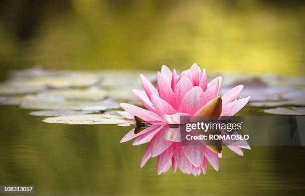 pink water lily with reflection - lotus water lily stock pictures, royalty-free photos & images