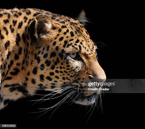 leopard - panther schwarz stock-fotos und bilder