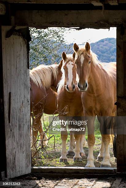 horses looking through barn door, curious young belgian draft animals - horse barn stock pictures, royalty-free photos & images