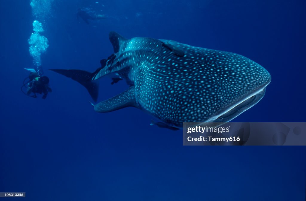 Mr. Big ...whale shark