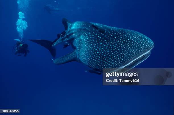 mr. big ...whale shark - sea of cortez stock pictures, royalty-free photos & images