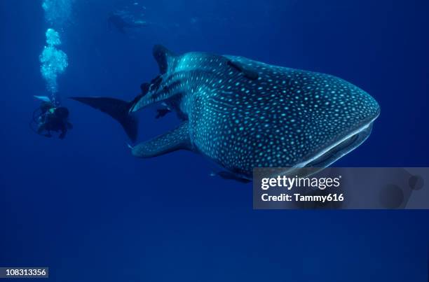 mr. big ...whale shark - whale shark 個照片及圖片檔