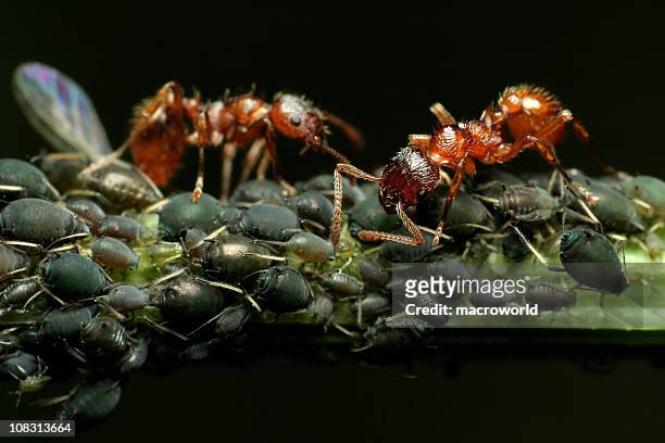 ants and aphids - close up - aphid stockfoto's en -beelden