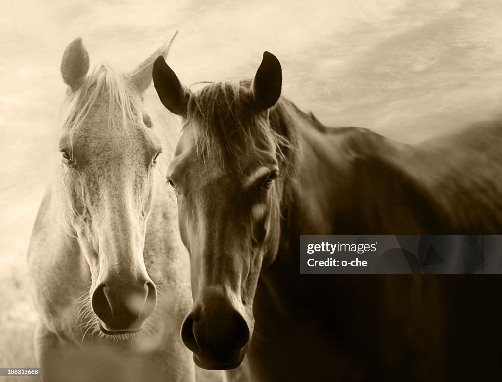 Equine love