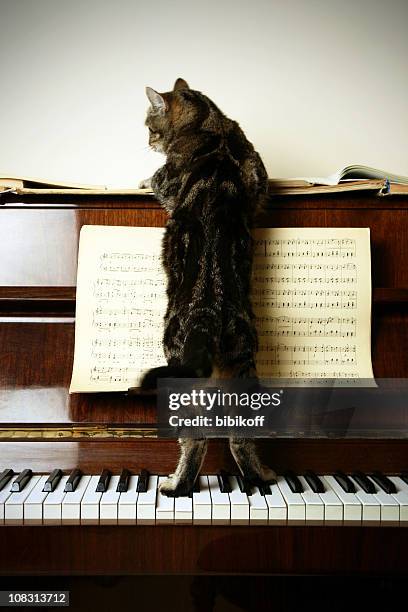 Cat-Composer