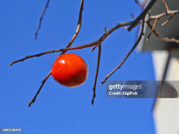 last ripe persimmon fruit remains in the tree against clear blue sky - amerikanische kakipflaume stock-fotos und bilder