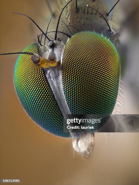 portrait of long legged fly (dolichopodidae) - compound eye stock pictures, royalty-free photos & images