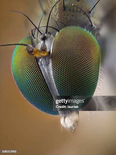 portrait of long legged fly (dolichopodidae) - bug eyes 個照片及圖片檔