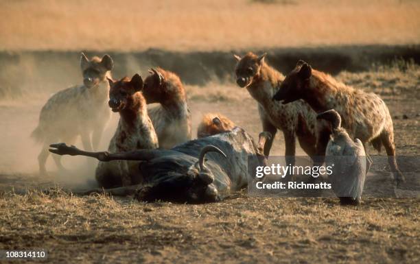 wildtiere in serengeti - hyäne stock-fotos und bilder