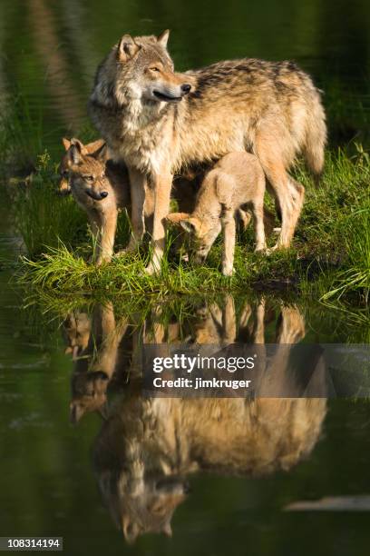 lobo gris maternos y las crías encuentra a orillas del lago. - animal joven fotografías e imágenes de stock