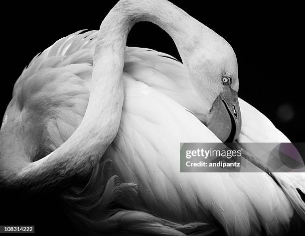 flamingo - black and white animal stock pictures, royalty-free photos & images