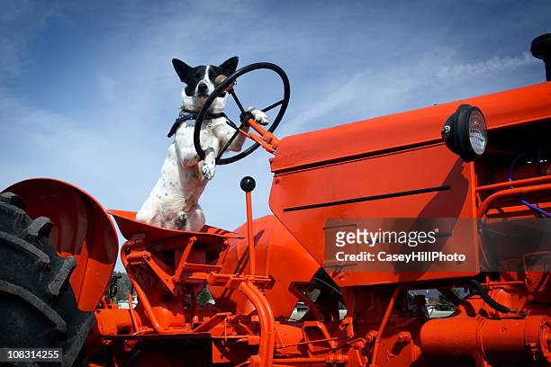 tractor dog - australian cattle dog stockfoto's en -beelden