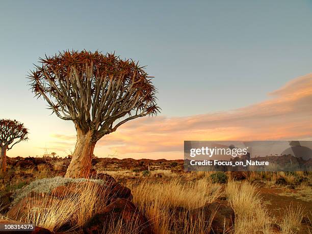 quiver tree and rocky landscape - quiver tree stock pictures, royalty-free photos & images