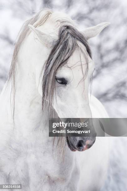 angel - majestic horse stock pictures, royalty-free photos & images