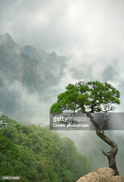 remote single huangshan pine - single tree stock pictures, royalty-free photos & images