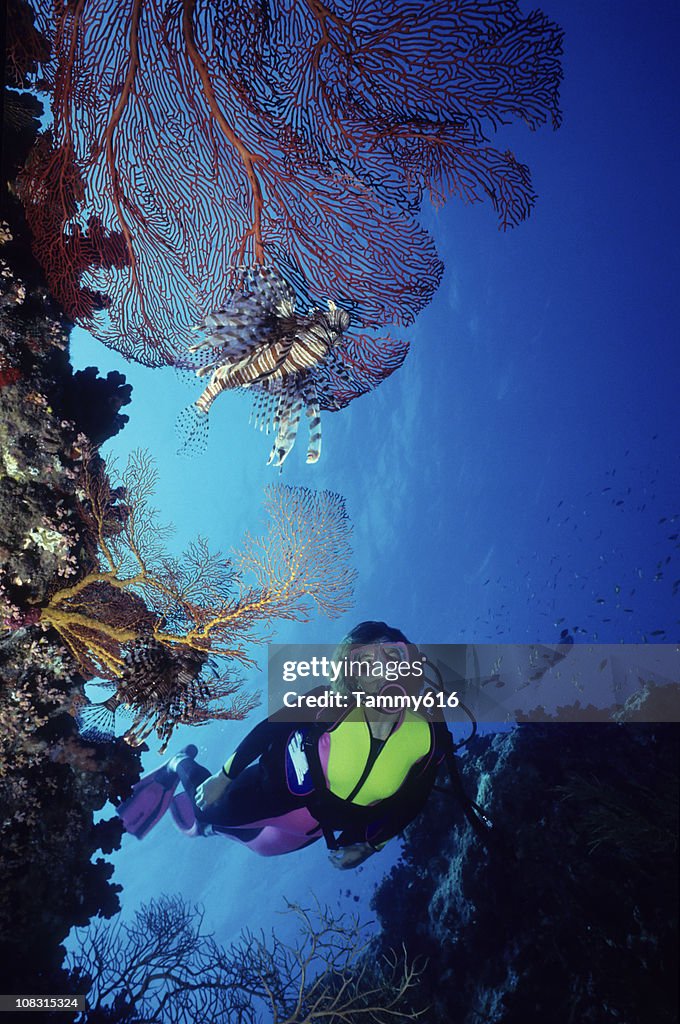 Lazy Lionfish