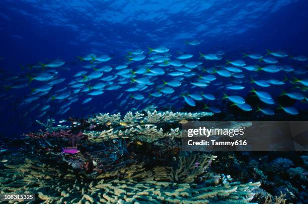 blue reef parade - papua new guinea stock pictures, royalty-free photos & images